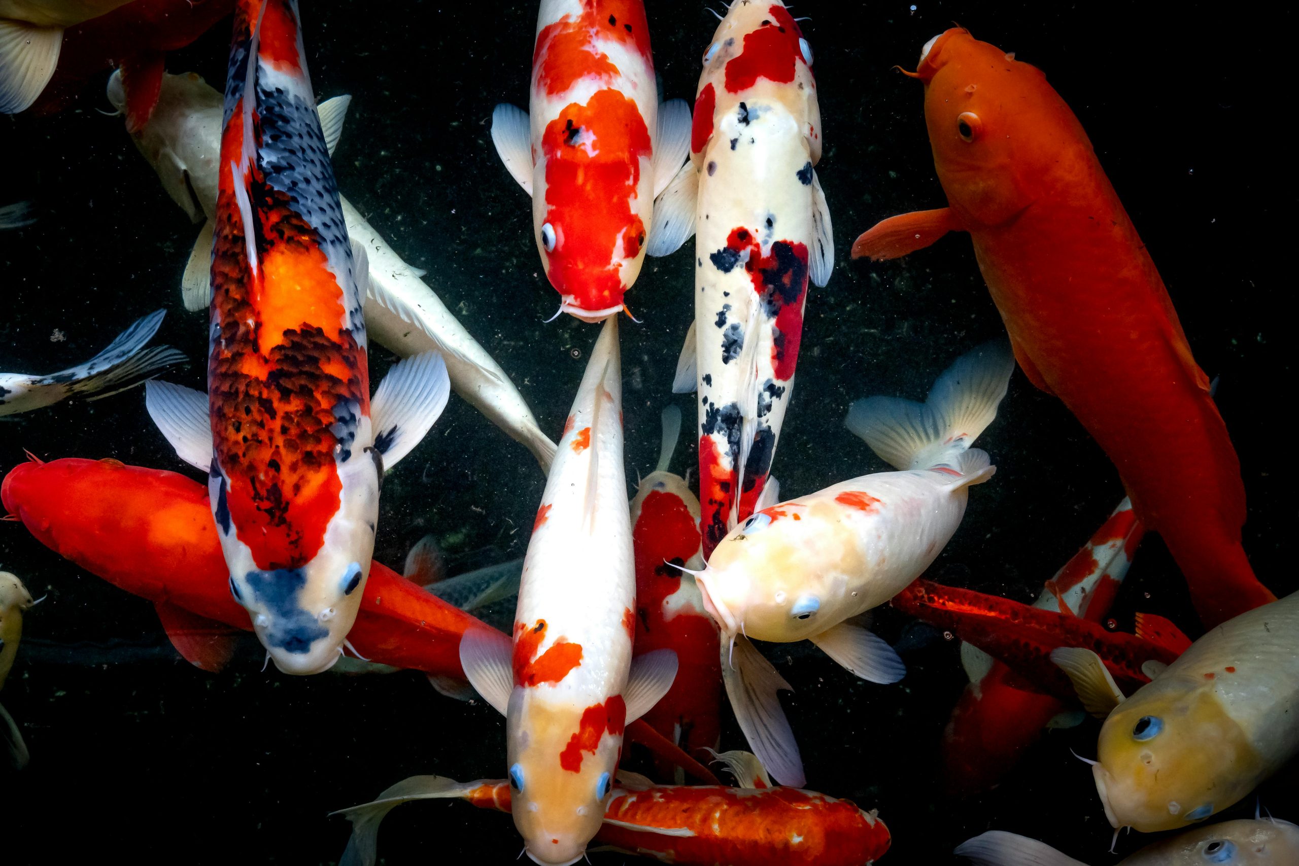 Koi