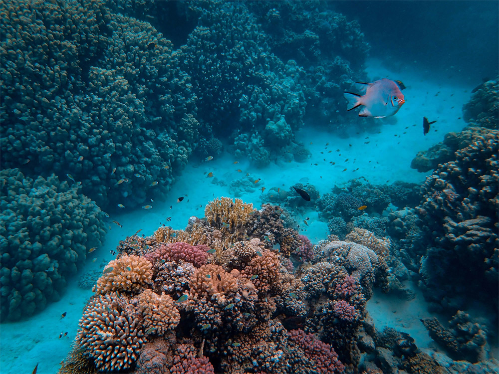 Aquariums